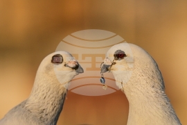 Pictures of the Week Global Photo Gallery