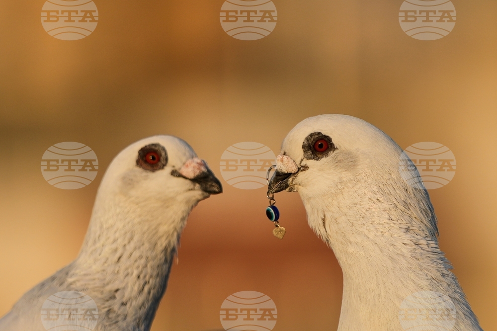 Pictures of the Week Global Photo Gallery