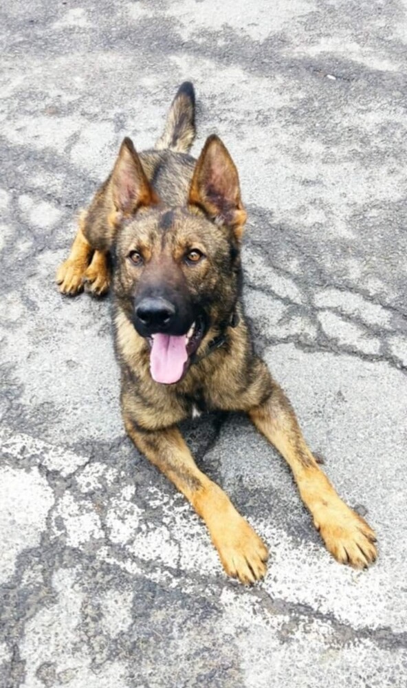 ГД „Гранична полиция“: Граничарското куче Бояр откри над 70 кг марихуана на ГКПП „Малко Търново“