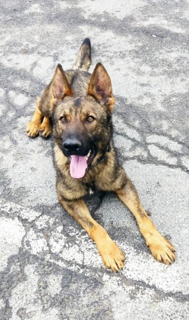 ГД „Гранична полиция“: Граничарското куче Бояр откри над 70 кг марихуана на ГКПП „Малко Търново“