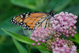 Endangered Monarch Butterflies