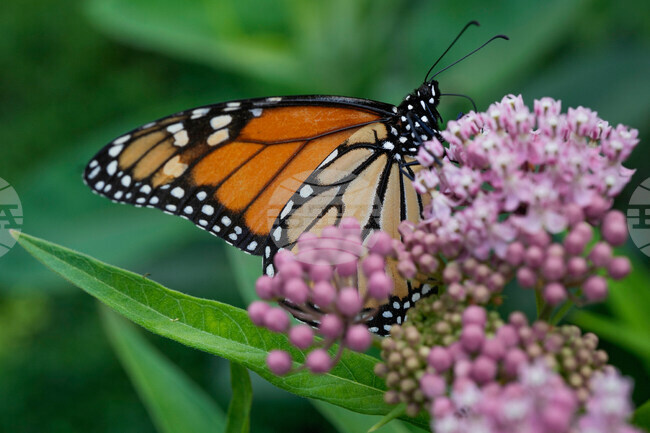 Endangered Monarch Butterflies