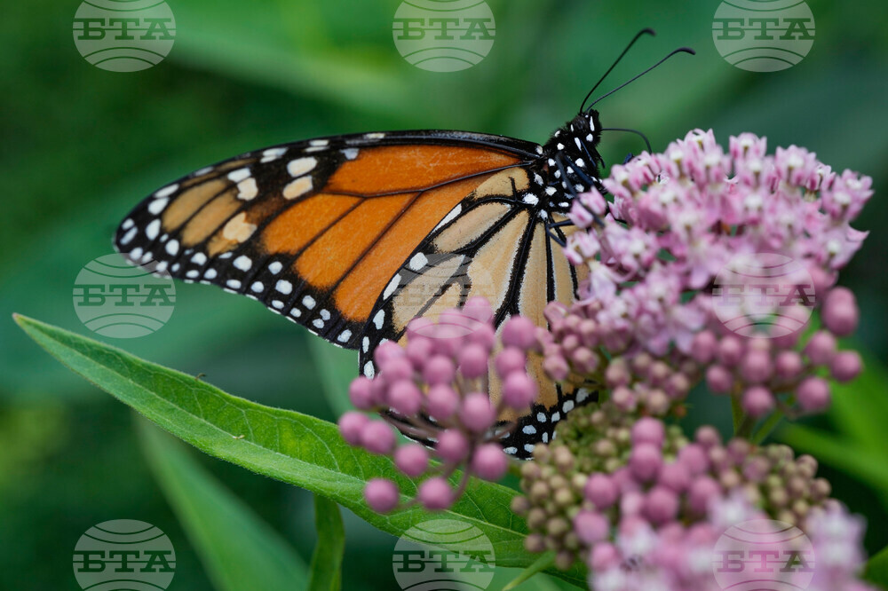 Endangered Monarch Butterflies