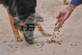 Thailand Village Guards