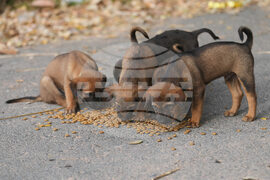 Thailand Village Guards