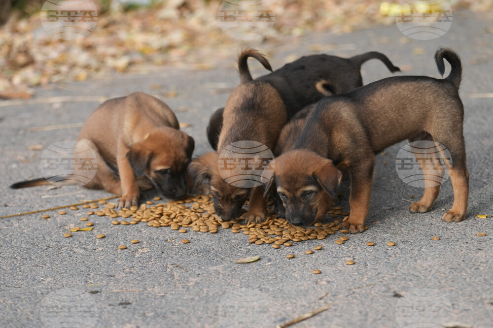 Thailand Village Guards