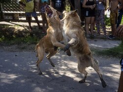 Argentina Drugs Violence