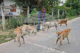 Thailand Village Guards