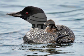 Loon Census