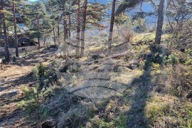 Смолян - изсичане на дървета - протест