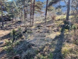 Смолян - изсичане на дървета - протест