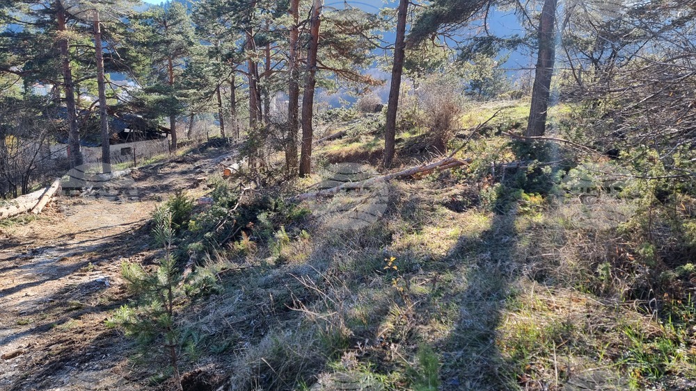 Смолян - изсичане на дървета - протест