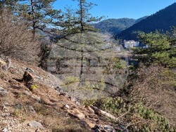 Смолян - изсичане на дървета - протест