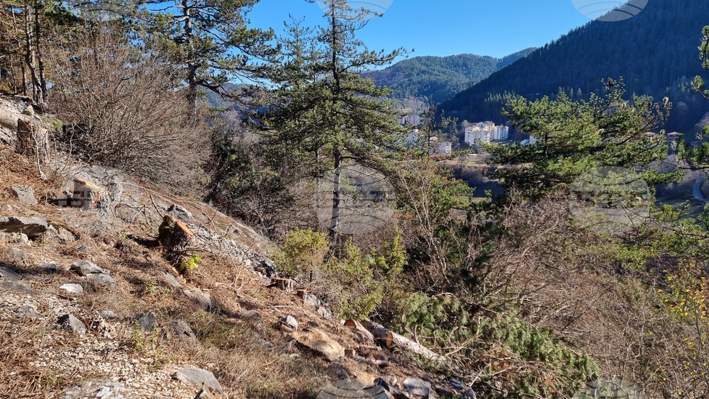 Смолян - изсичане на дървета - протест
