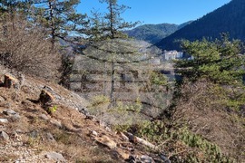 Смолян - изсичане на дървета - протест