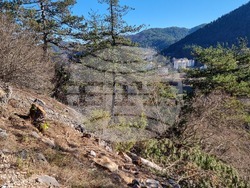 Смолян - изсичане на дървета - протест