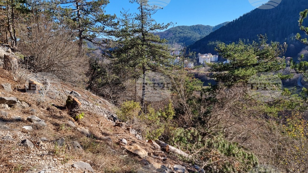 Смолян - изсичане на дървета - протест