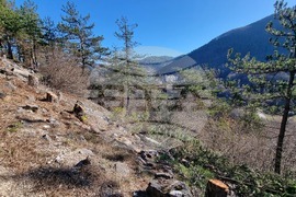 Смолян - изсичане на дървета - протест
