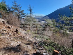 Смолян - изсичане на дървета - протест