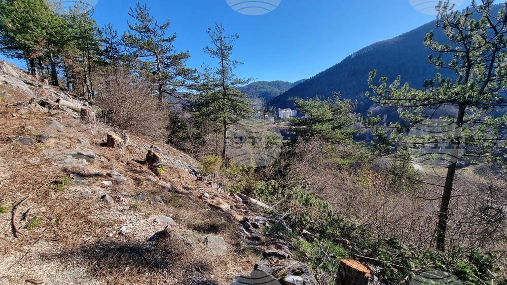 Смолян - изсичане на дървета - протест