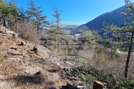 Смолян - изсичане на дървета - протест