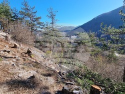 Смолян - изсичане на дървета - протест