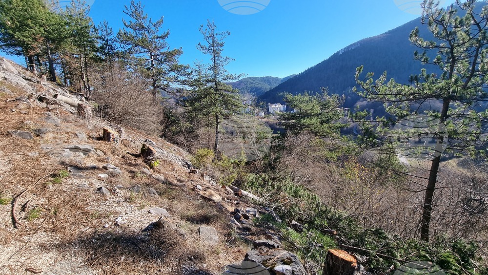 Смолян - изсичане на дървета - протест