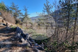 Смолян - изсичане на дървета - протест