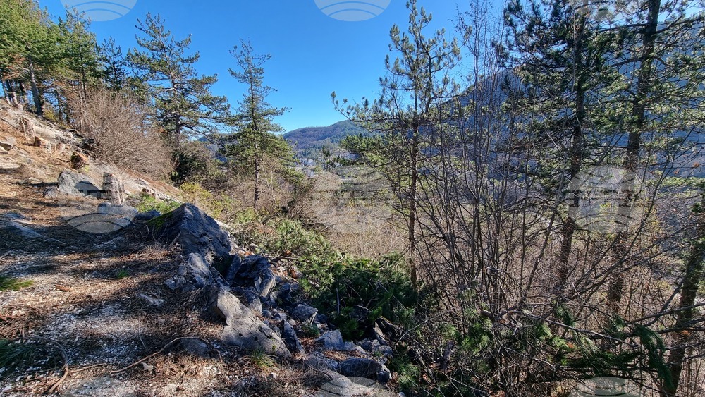 Смолян - изсичане на дървета - протест