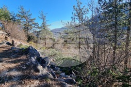 Смолян - изсичане на дървета - протест