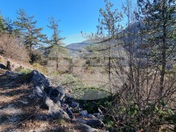 Смолян - изсичане на дървета - протест