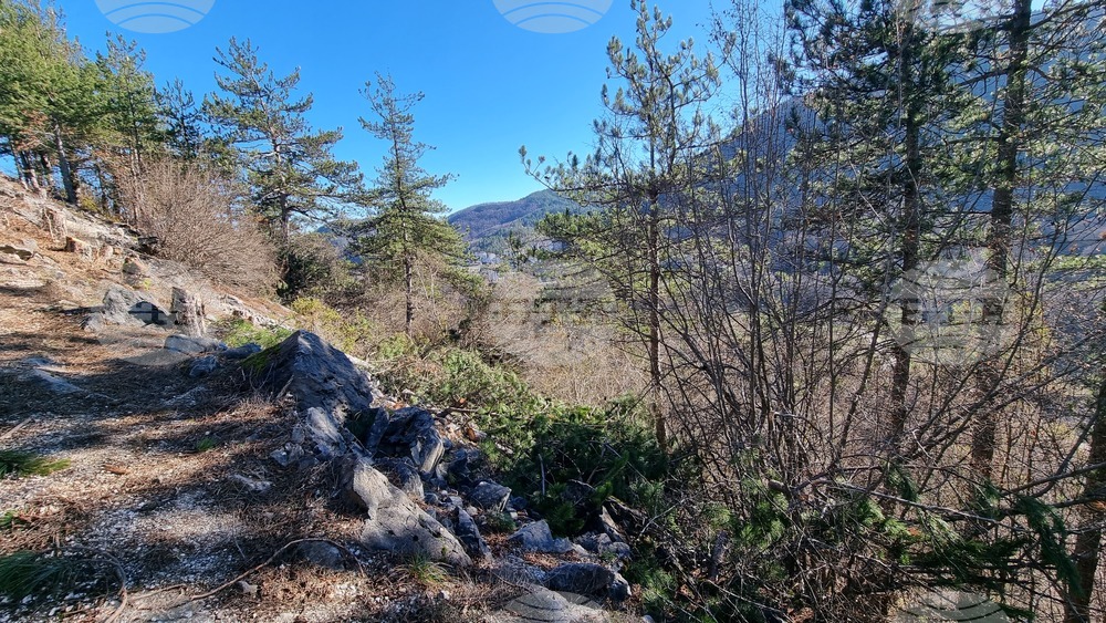 Смолян - изсичане на дървета - протест