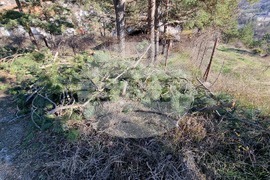 Смолян - изсичане на дървета - протест