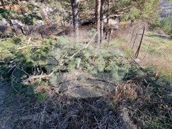 Смолян - изсичане на дървета - протест