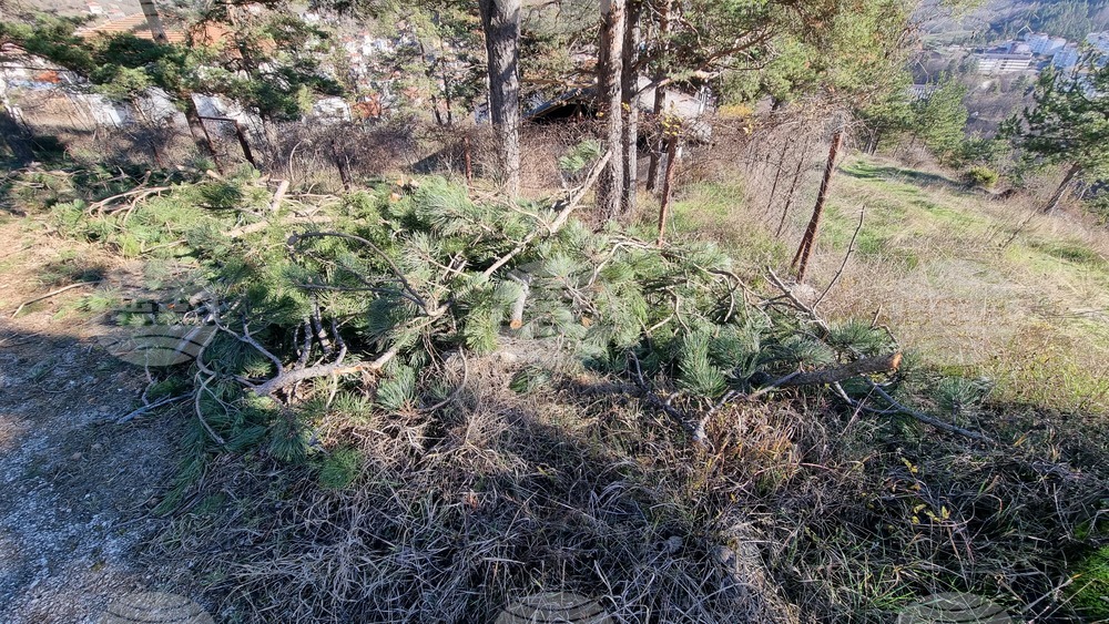Смолян - изсичане на дървета - протест