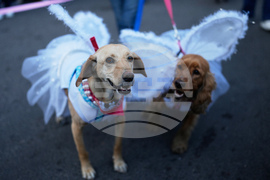 Bolivia Christmas Parade