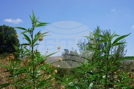 Morocco Cannabis