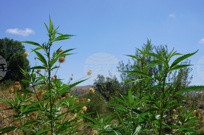 Morocco Cannabis