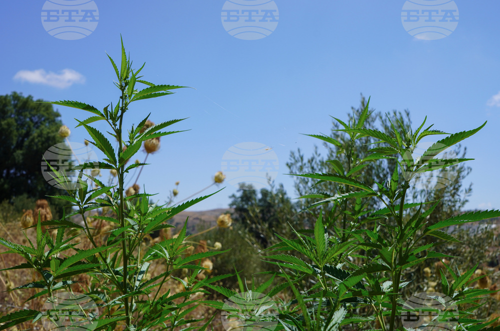 Morocco Cannabis