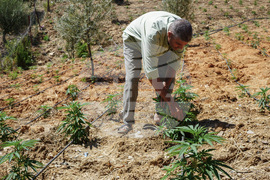 Morocco Cannabis