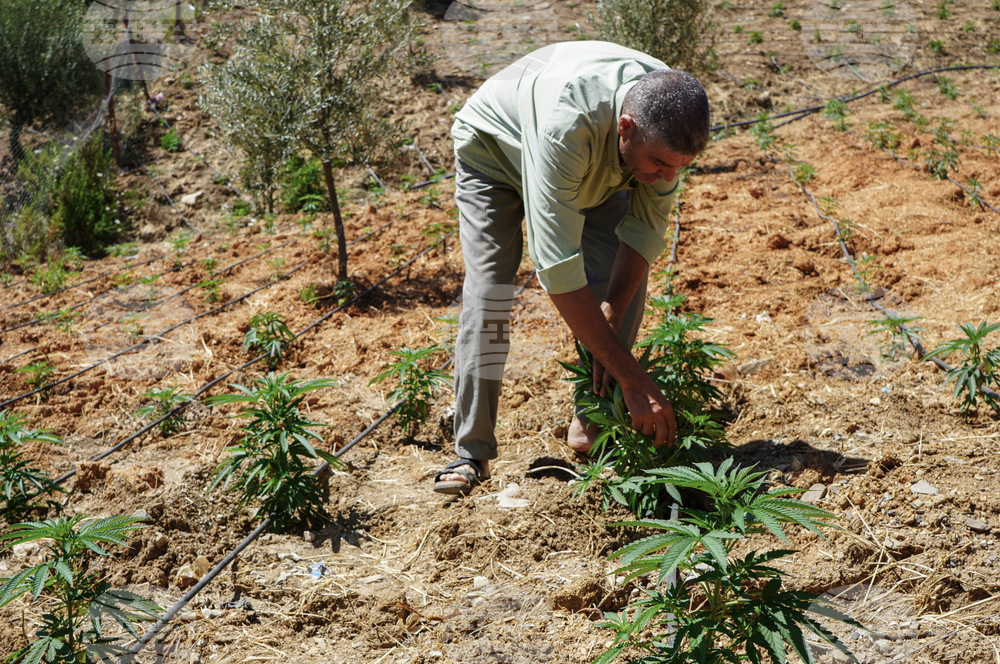 Morocco Cannabis