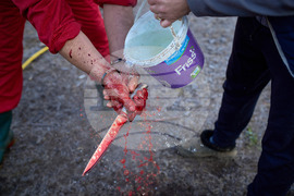 Romania Christmas Ignat