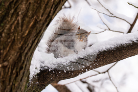 US Extreme Weather New York