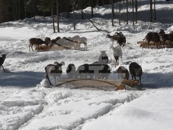 Снимка: Южноцентрално държавно предприятие – гр. Смолян