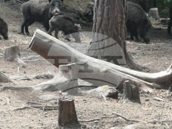 Снимка: Южноцентрално държавно предприятие – гр. Смолян