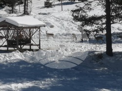 Снимка: Южноцентрално държавно предприятие – гр. Смолян
