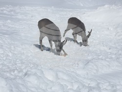 Снимка: Южноцентрално държавно предприятие – гр. Смолян