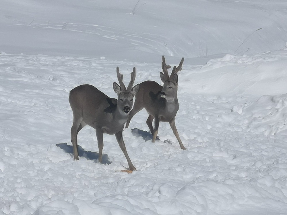 Южноцентрално държавно предприятие – гр. Смолян: Зимно подхранване на дивеча в ДЛС „Борово“