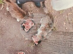 Снимка: Община Стара Загора