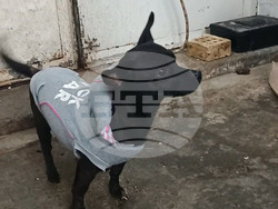 Снимка: Община Варна